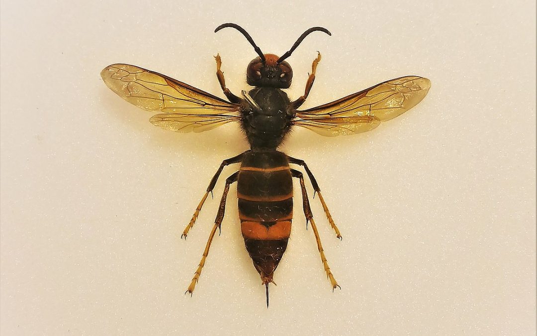 Vespa velutina: harpas elétricas